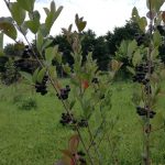 Aronia ‘Elixirul vietii’ din America de Nord si Asia plantata pe dealul bunicilor din Tarcau.